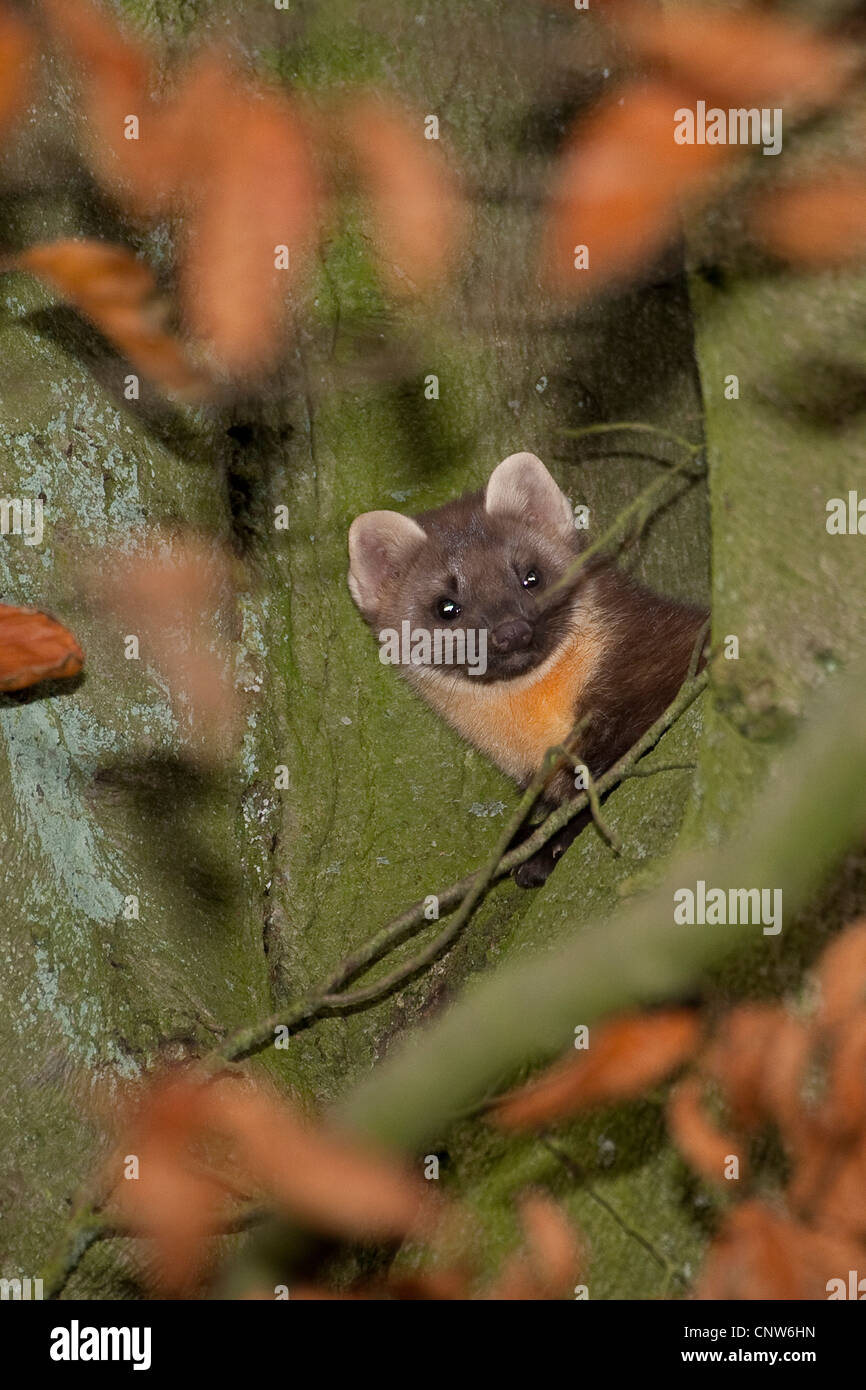 European martre des pins (Martes martes), assis dans un arbre, Allemagne Banque D'Images