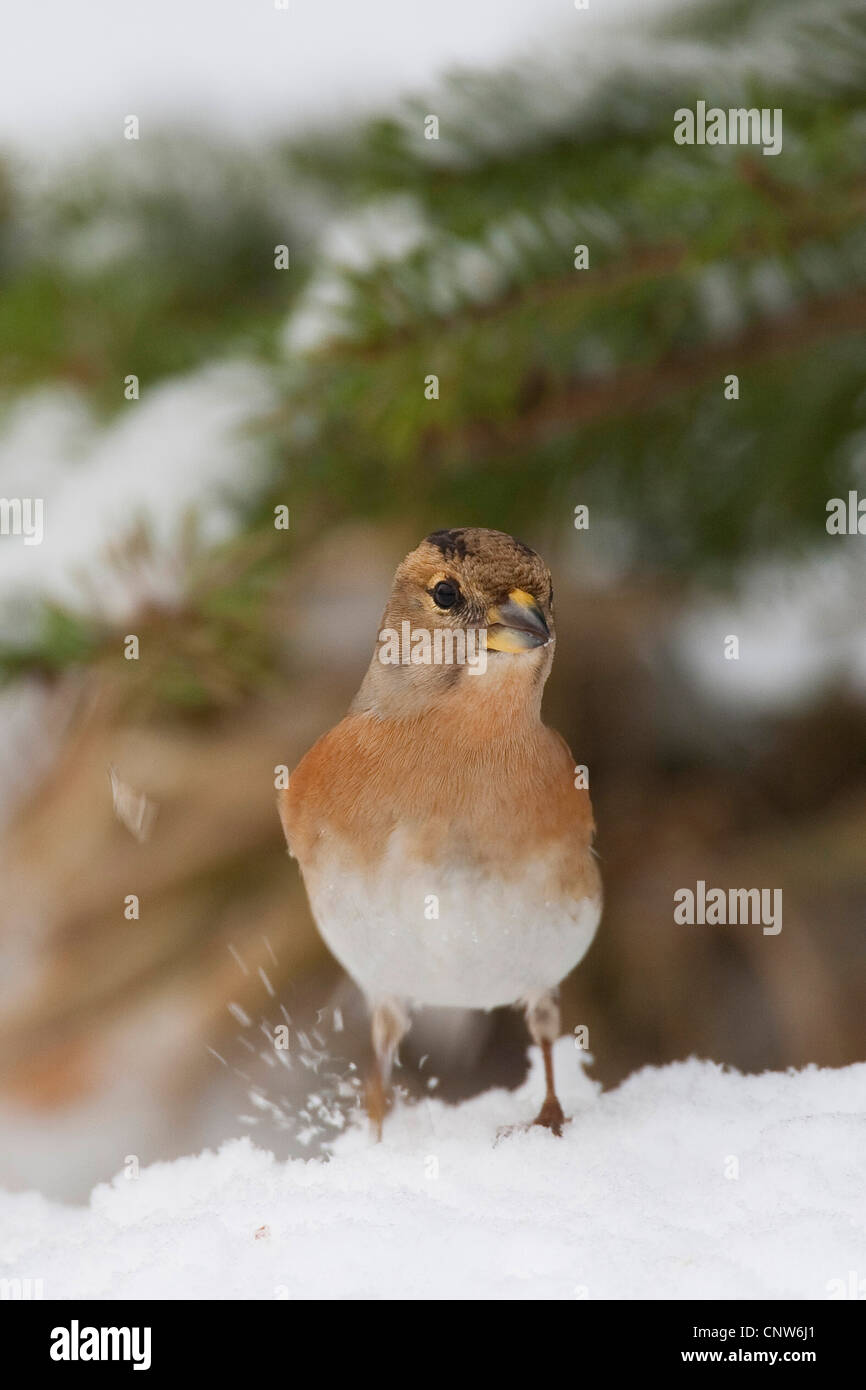 Pinson du nord (Fringilla montifringilla), femme en hiver, Allemagne Banque D'Images