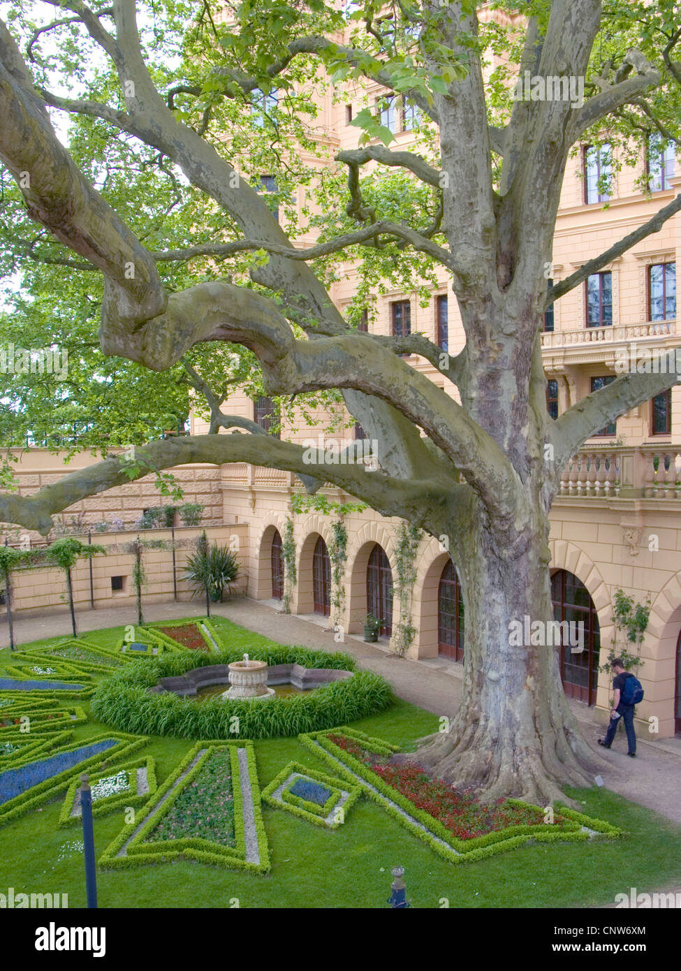 Avion européen, à feuilles d'érable, avion avion à destination de Londres, Londres planetree (Platanus hispanica, Platanus x hybrida, platanus hybrida, Platanus acerifolia), 150 ans planetree au château de Schwerin, Allemagne, Mecklembourg-Poméranie-Occidentale, Schwerin Banque D'Images