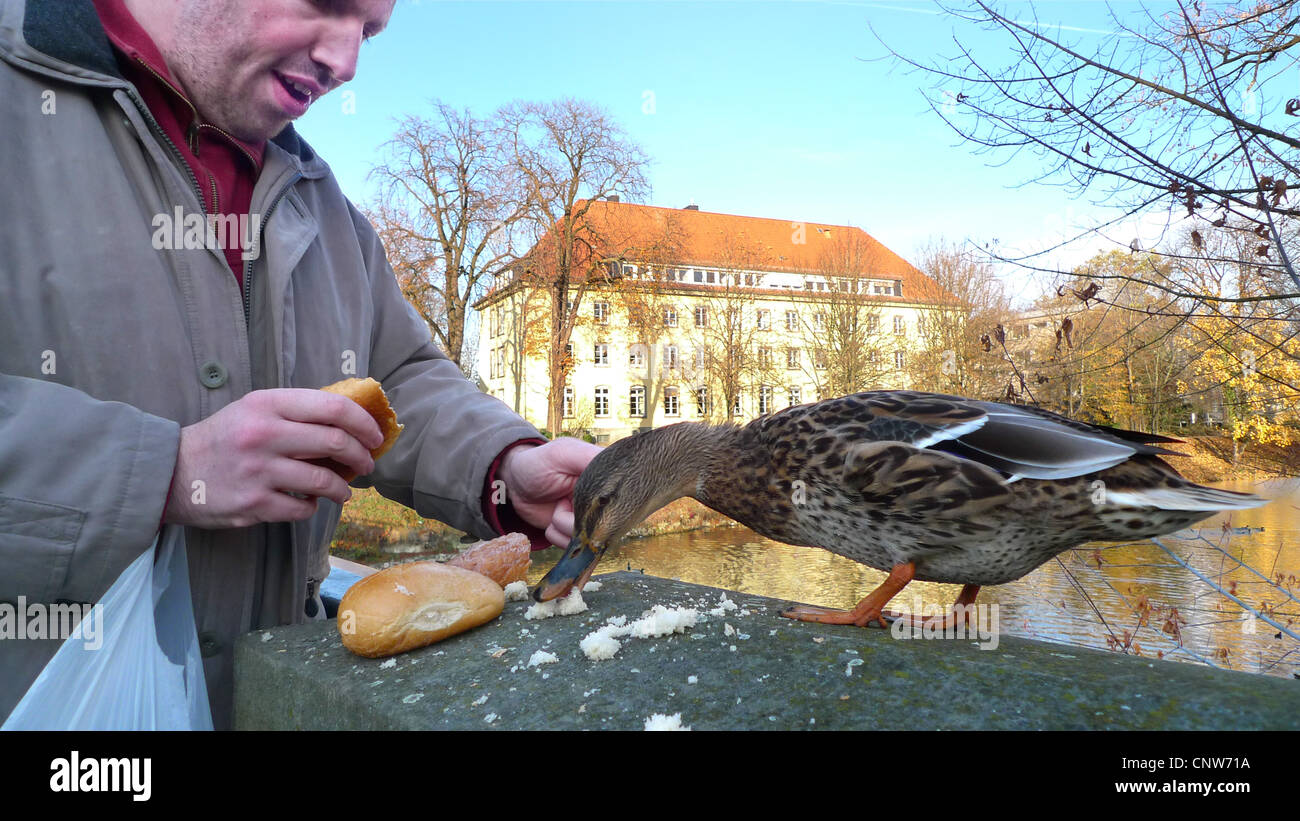 Le Canard colvert (Anas platyrhynchos), l'homme de nourrir un canard colvert, Allemagne, Lippstadt Banque D'Images