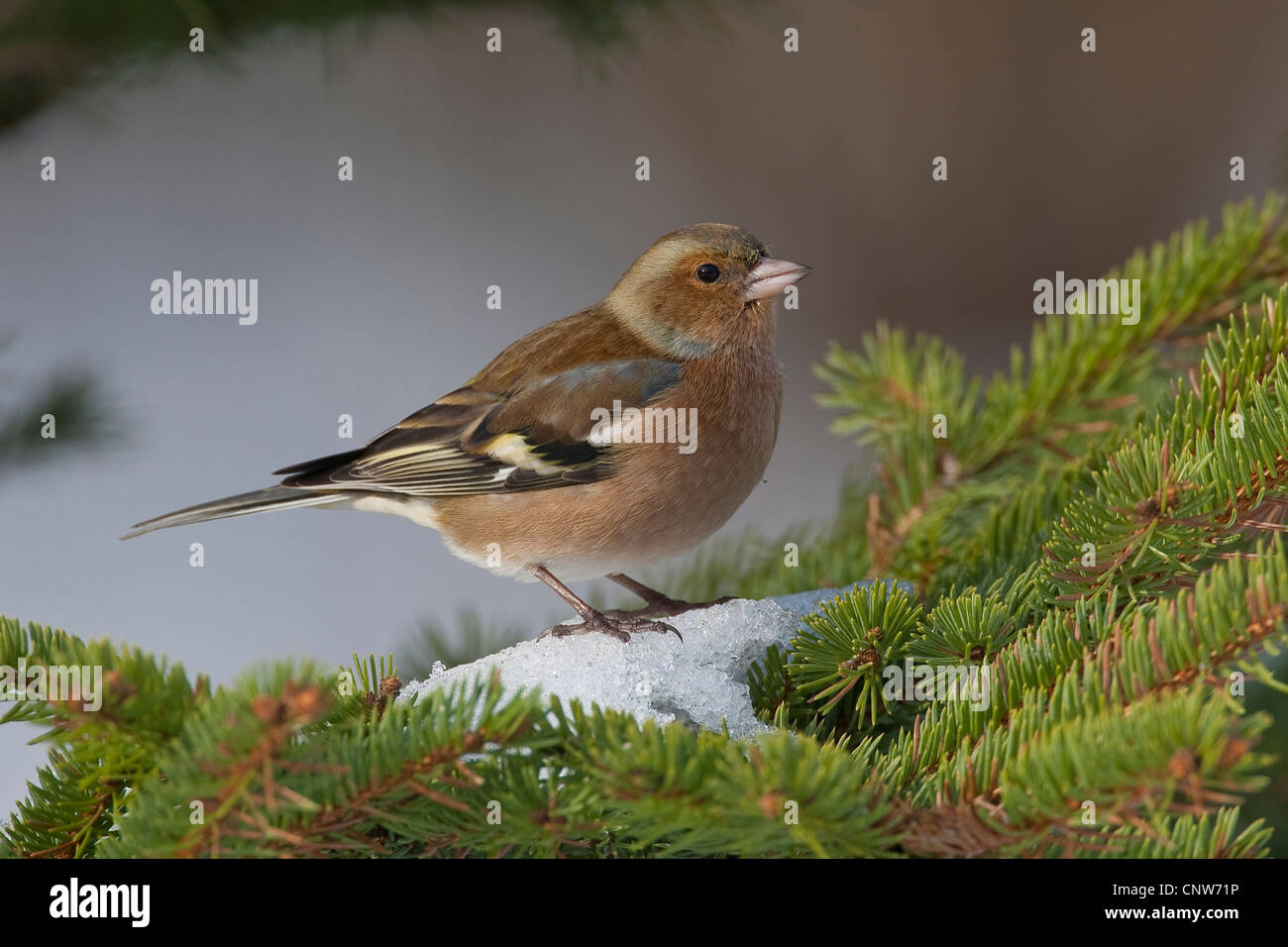 Chaffinch (Fringilla coelebs), assis sur une branche d'épinette en hiver, Allemagne Banque D'Images