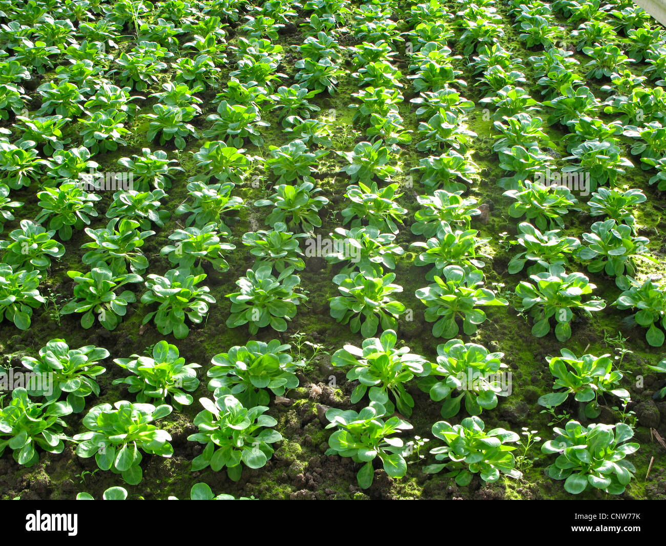 La mâche, mâche, mâche (Valerianella locusta), parcelle de légumes en serre, Allemagne Banque D'Images