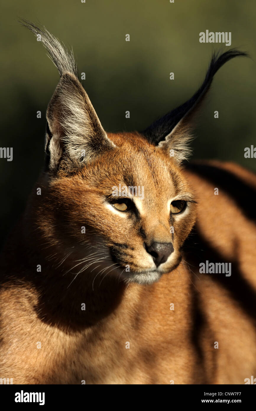 Le caracal (Felis caracal Caracal), portrait, Afrique du Sud Banque D'Images