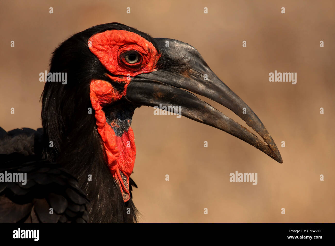 Calao terrestre du sud (Bucorvus leadbeateri), portrait, Afrique du Sud, Mpumalanga, Krueger National Park Banque D'Images