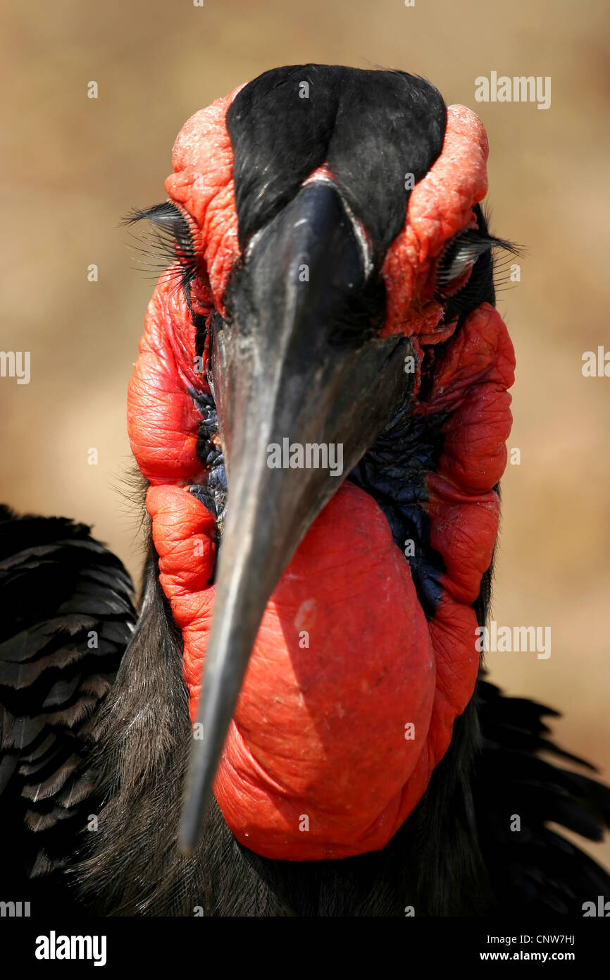 Calao terrestre du sud (Bucorvus leadbeateri), portrait, Afrique du Sud, Mpumalanga, Krueger National Park Banque D'Images