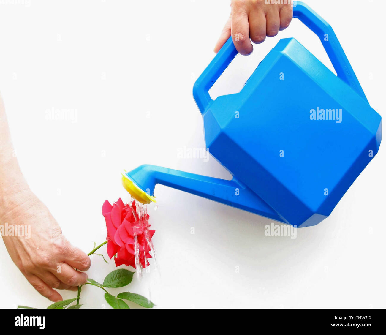 Fleur rose est arrosé par un arrosoir bleu Banque D'Images