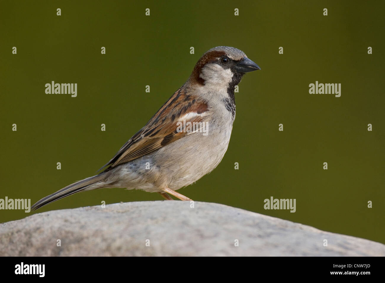 Moineau domestique (Passer domesticus), homme, Allemagne Banque D'Images