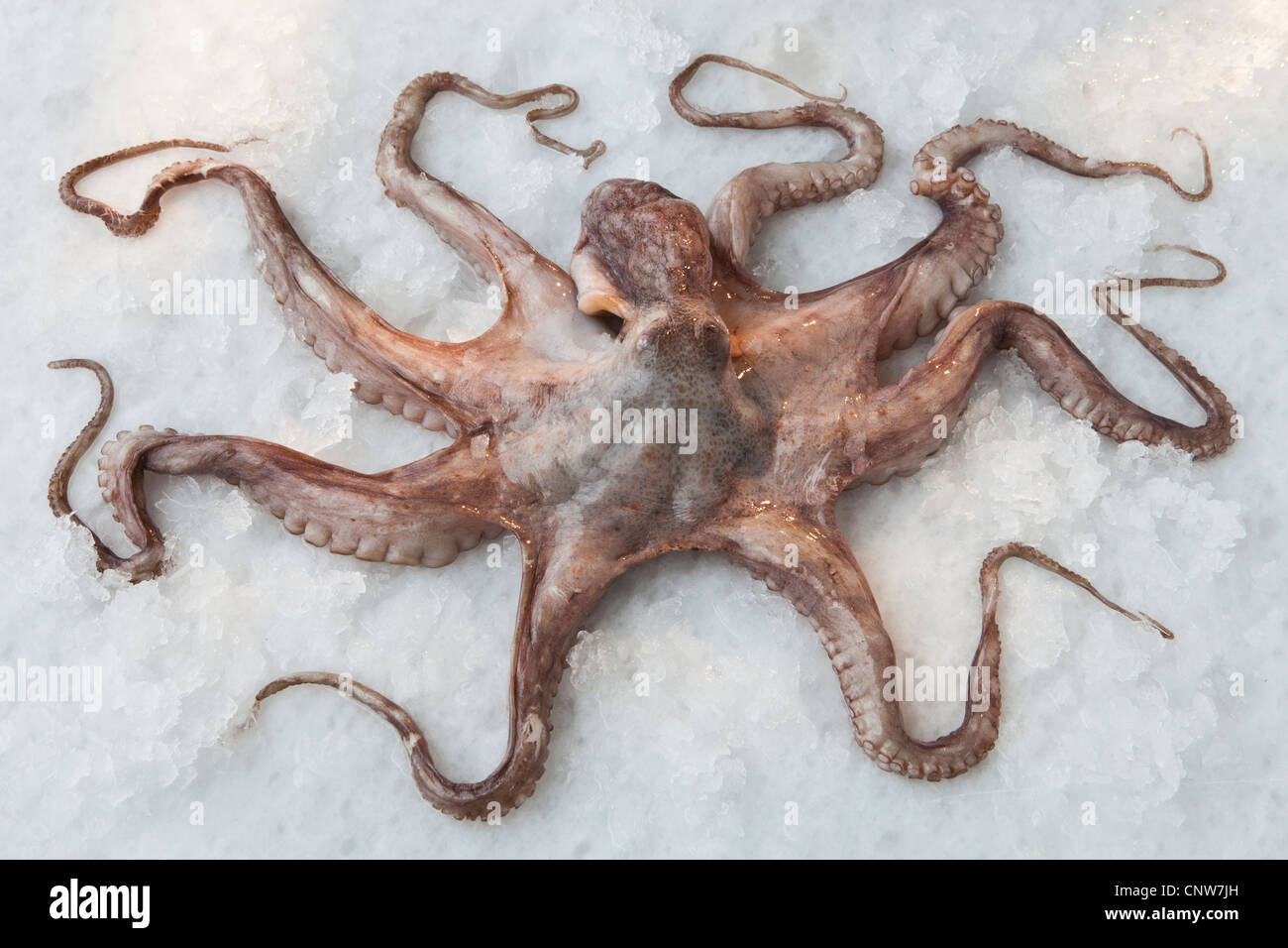 Octopus sur lit de sel de roche Banque D'Images