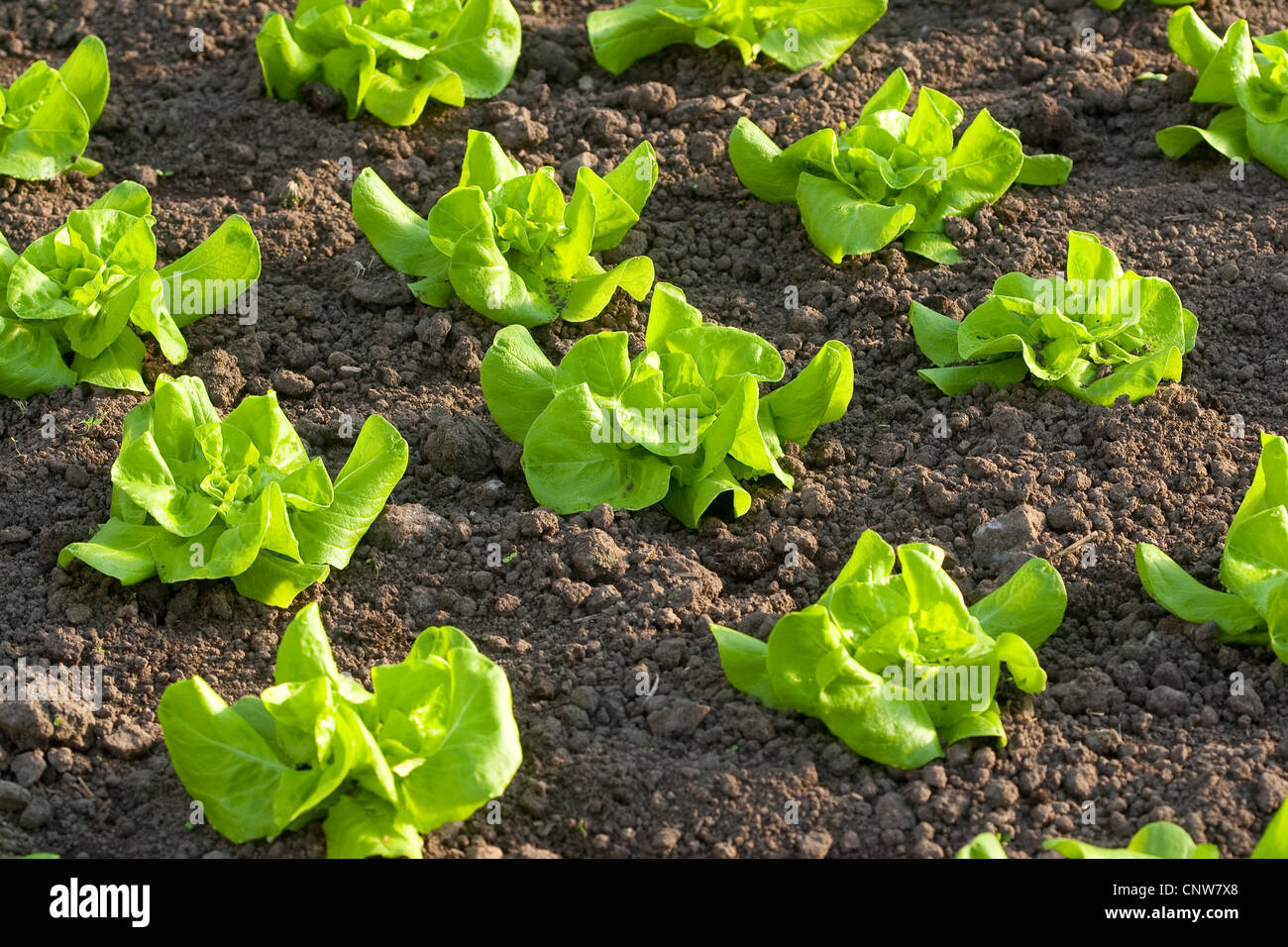 Jardin de la laitue (Lactuca sativa), la laitue en croissance, Allemagne Banque D'Images