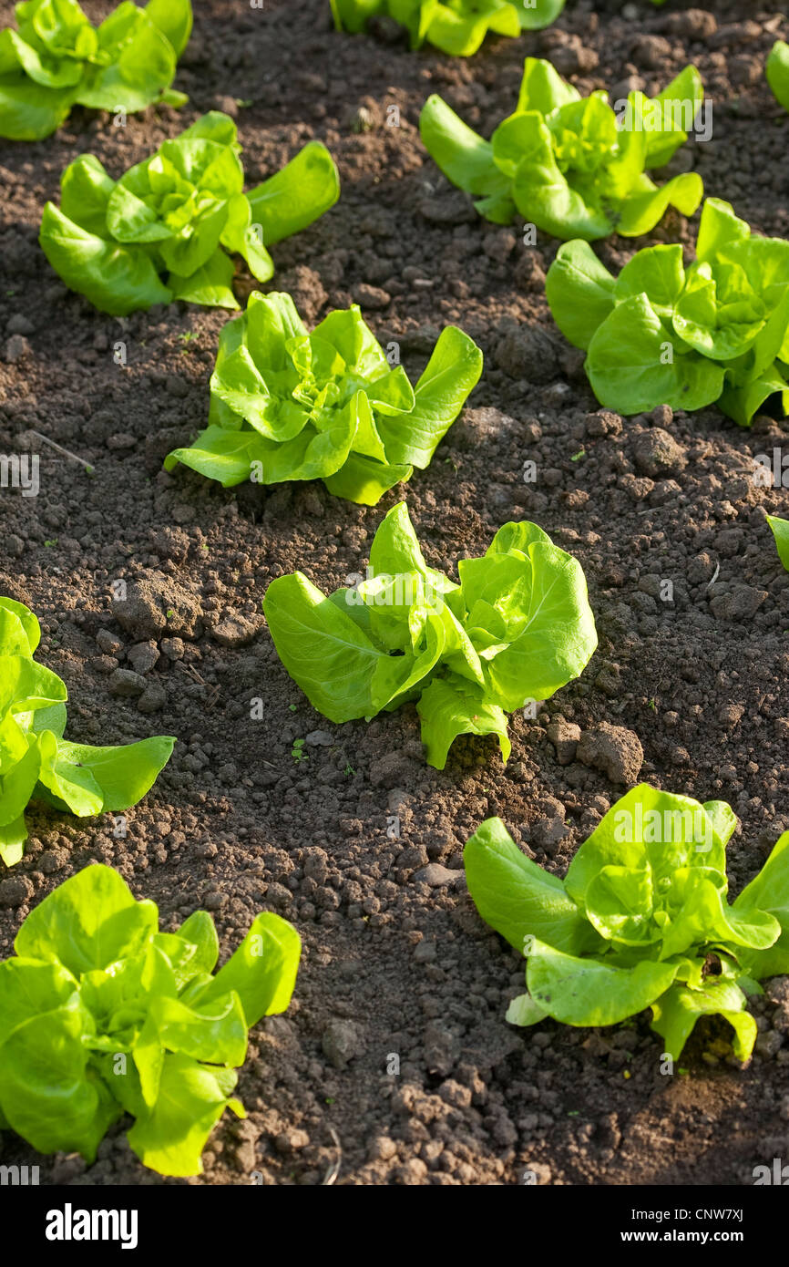 Jardin de la laitue (Lactuca sativa), la laitue en croissance, Allemagne Banque D'Images