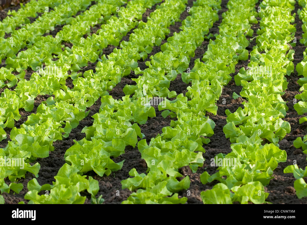 Jardin de la laitue (Lactuca sativa), la laitue en croissance, Allemagne Banque D'Images