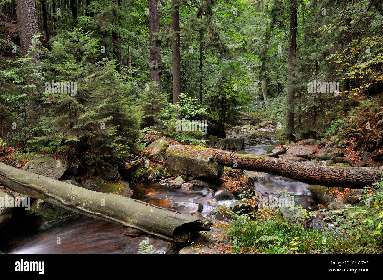 Dans la vallée du ruisseau sauvage Ilse, Ilsetal, Allemagne, la Saxe-Anhalt, Parc National Hochharz Banque D'Images