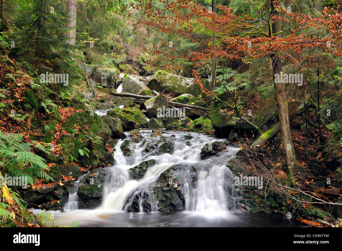 Dans la vallée du ruisseau sauvage Ilse, Ilsetal, Allemagne, la Saxe-Anhalt, Parc National Hochharz Banque D'Images