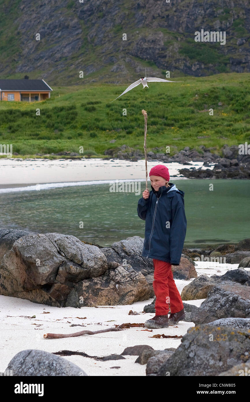 Sterne arctique (Sterna paradisaea), girl près du nid est attaqué par sterne arctique, la protection elle-même avec un bâton, la Norvège, Vesteralen, Hovd Banque D'Images