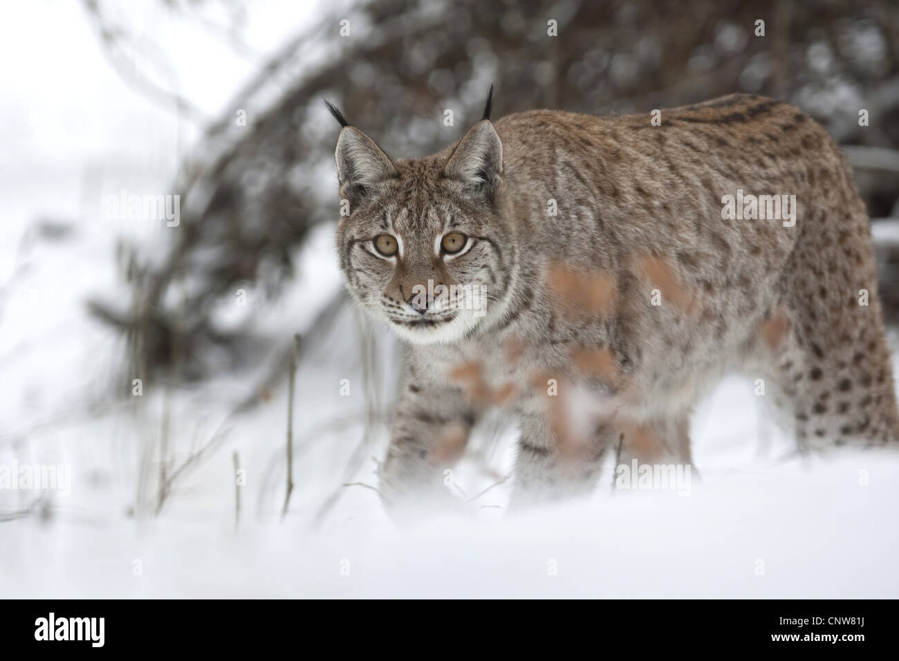 Le lynx eurasien (Lynx lynx), dans la neige Banque D'Images