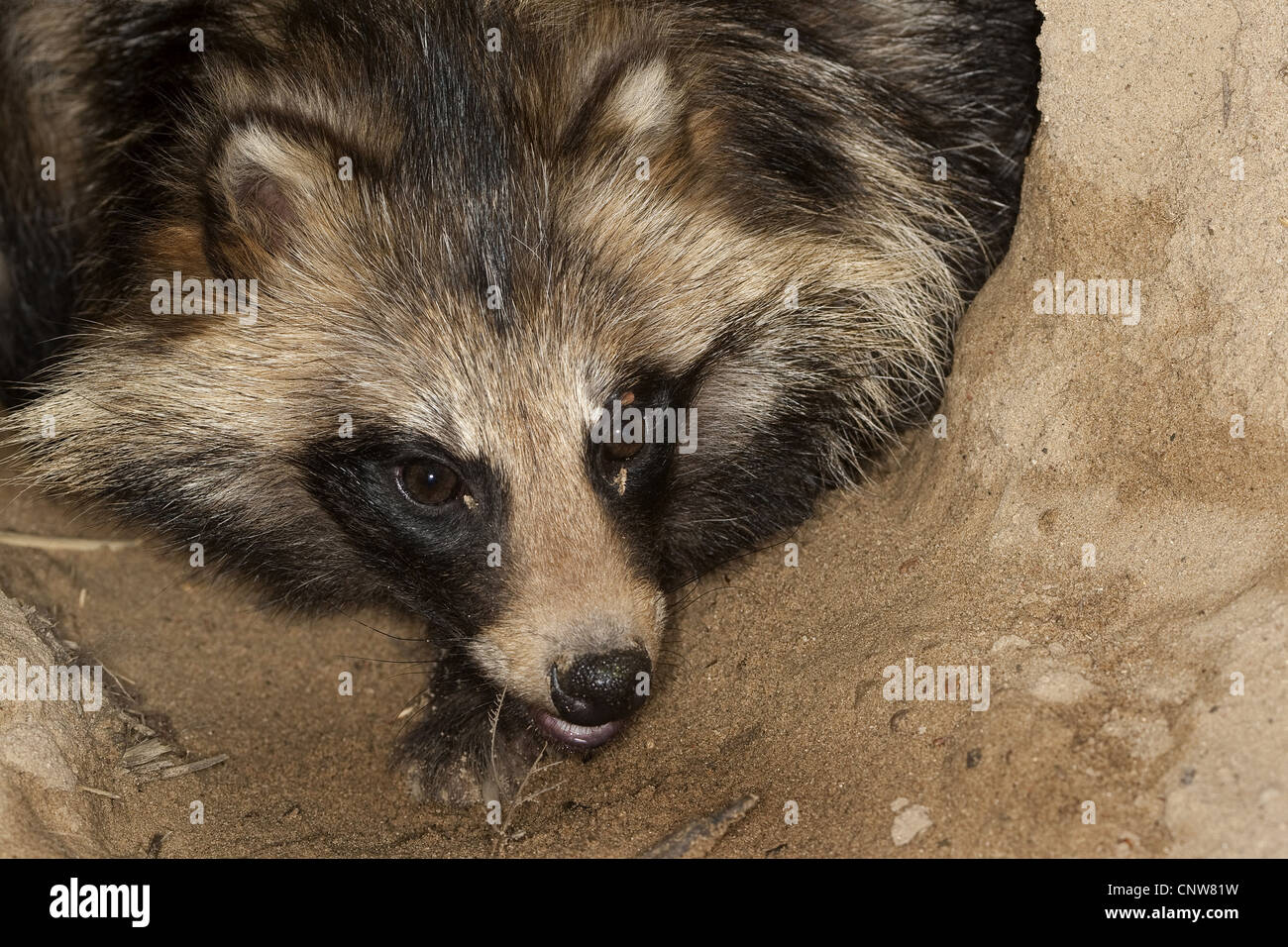 Le chien viverrin (Nyctereutes procyonoides), portrait à l'entrée de l'Allemagne, den Banque D'Images