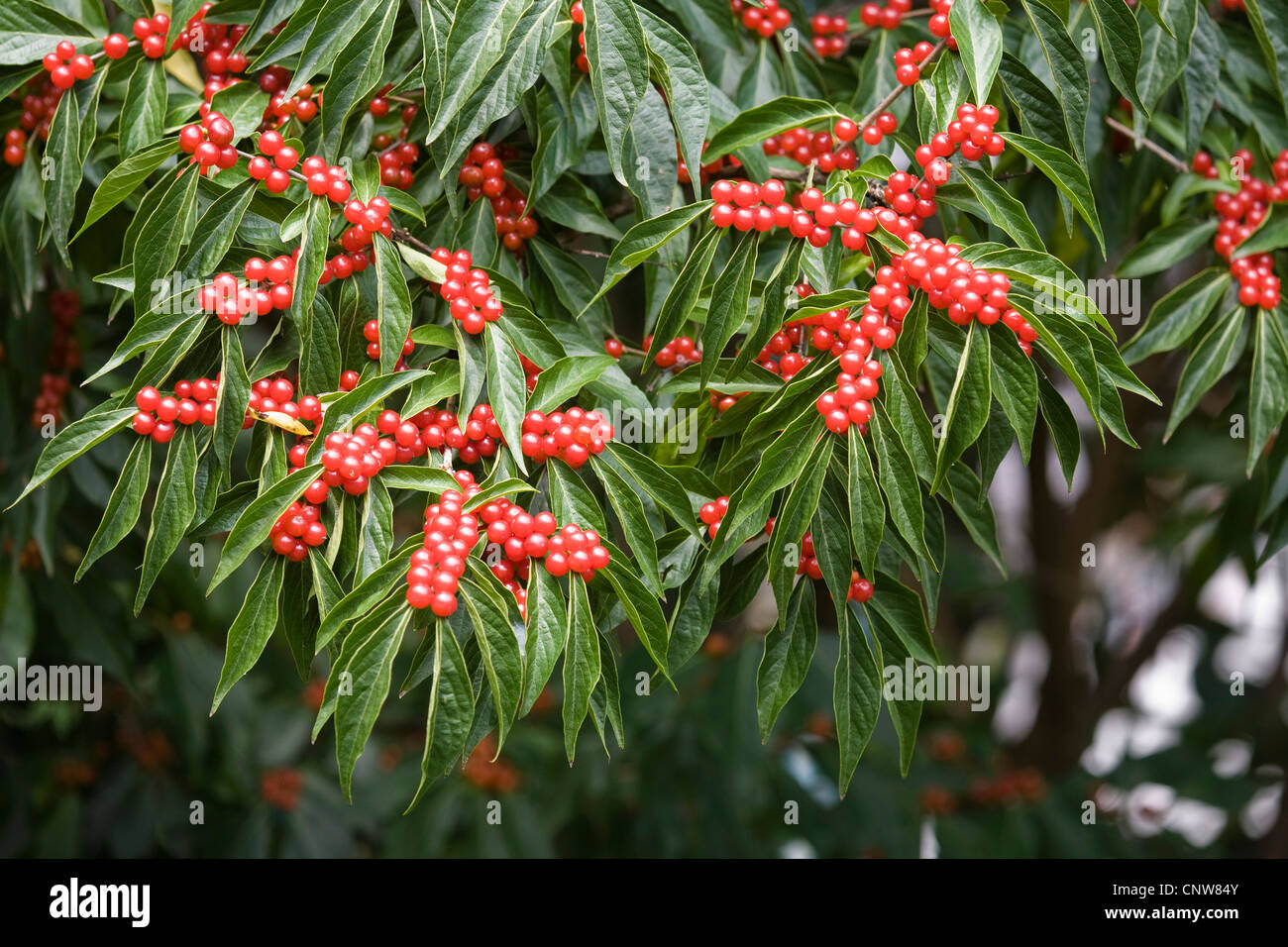 Chèvrefeuille de l'Amur, bush honeysuckle (Lonicera maackii), feuilles et fruits Banque D'Images