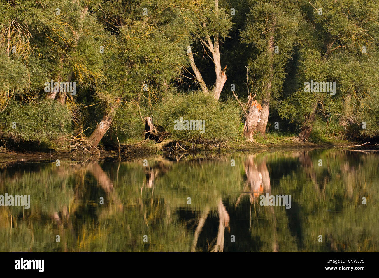 Le saule blanc (Salix alba), sur la rive du Rhin avec image miroir, Allemagne, Rhénanie-Palatinat, Altrhein, Germersheim Banque D'Images