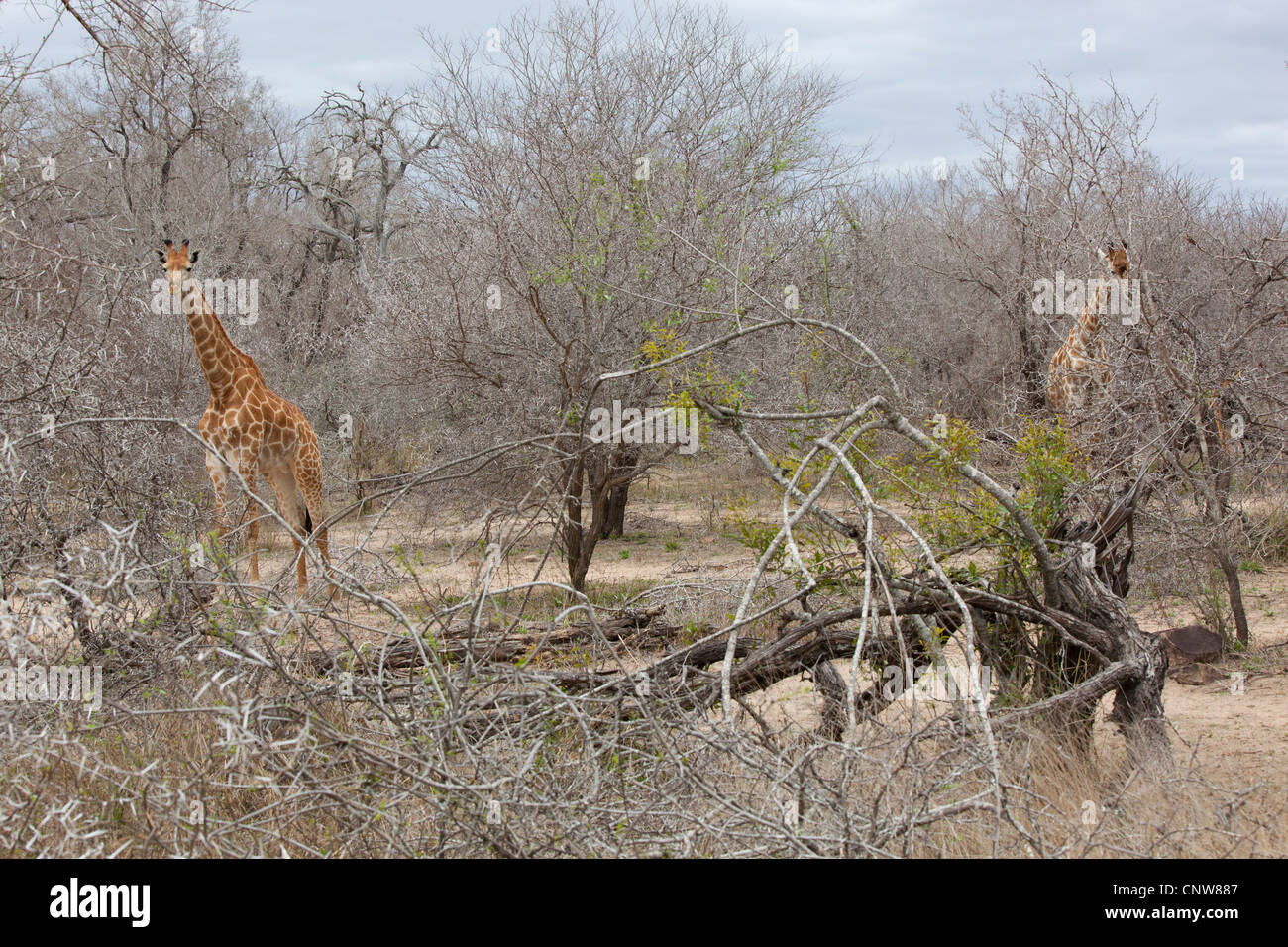 Deux girafes debout parmi les buissons épineux à Kruger National Park, Afrique du Sud Banque D'Images