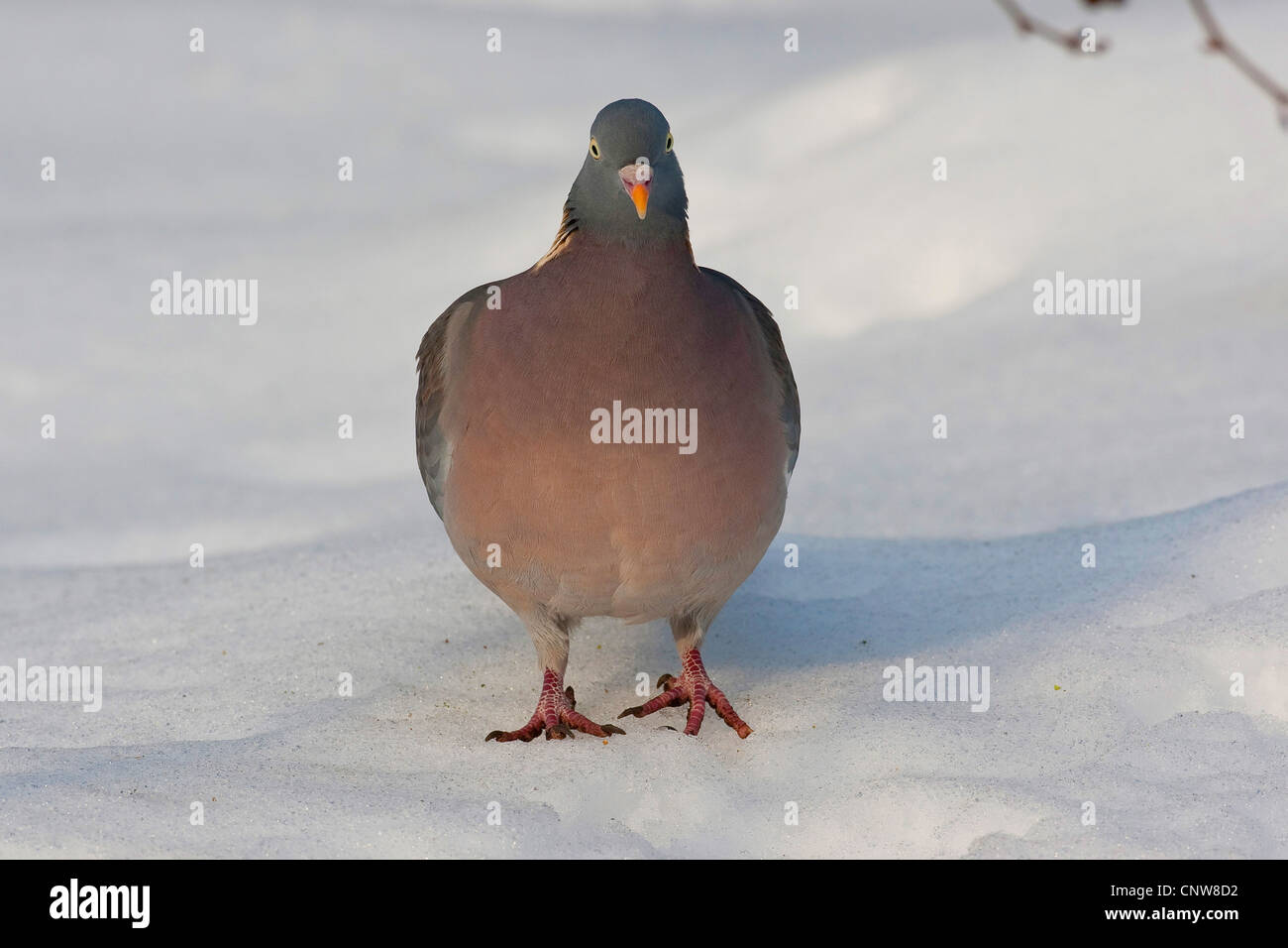 Pigeon ramier (Columba palumbus), debout dans la neige, Allemagne Banque D'Images