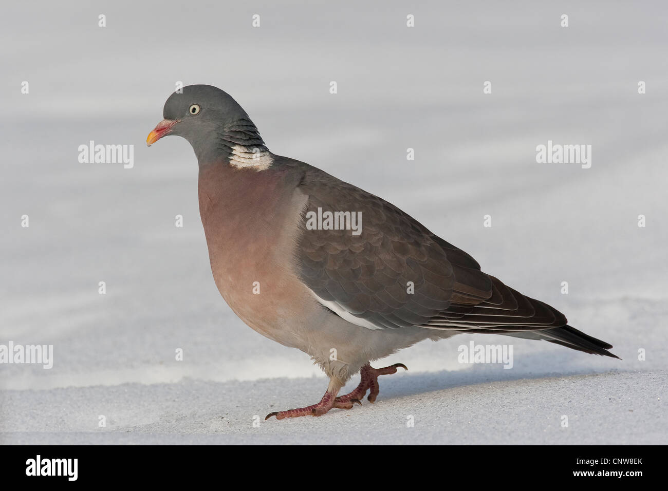 Pigeon ramier (Columba palumbus), marcher dans la neige, Allemagne Banque D'Images