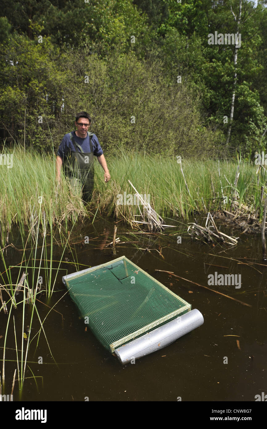 Le contrôle des pièges à amphibiens biologiste dans un étang, Allemagne, Brandebourg Banque D'Images