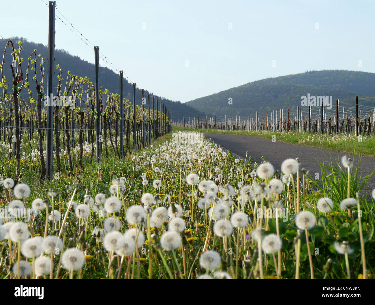 Vignoble de pissenlits au printemps, l'Allemagne, Rhénanie-Palatinat Banque D'Images