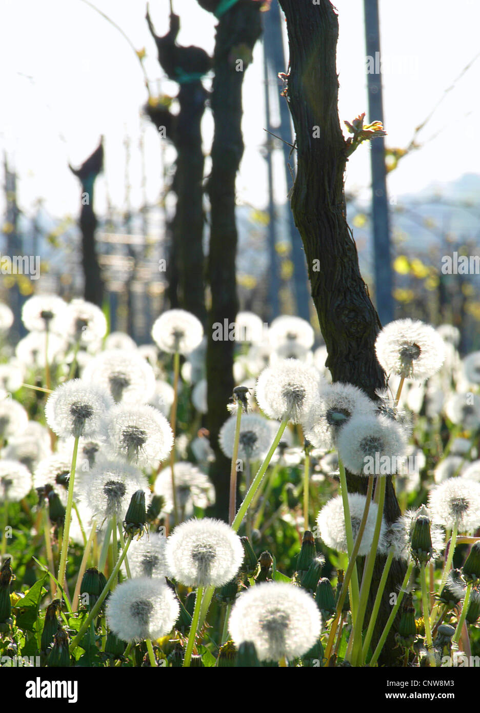Vignoble de pissenlits au printemps, l'Allemagne, Rhénanie-Palatinat Banque D'Images