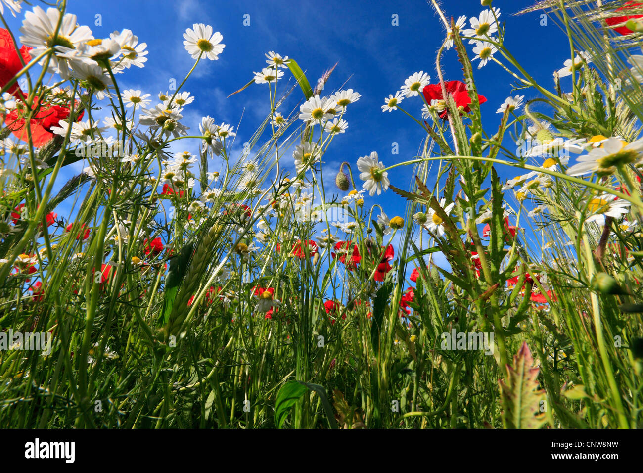 Les mauvaises herbes à la frontière d'un champ d'orge, de l'Allemagne Banque D'Images