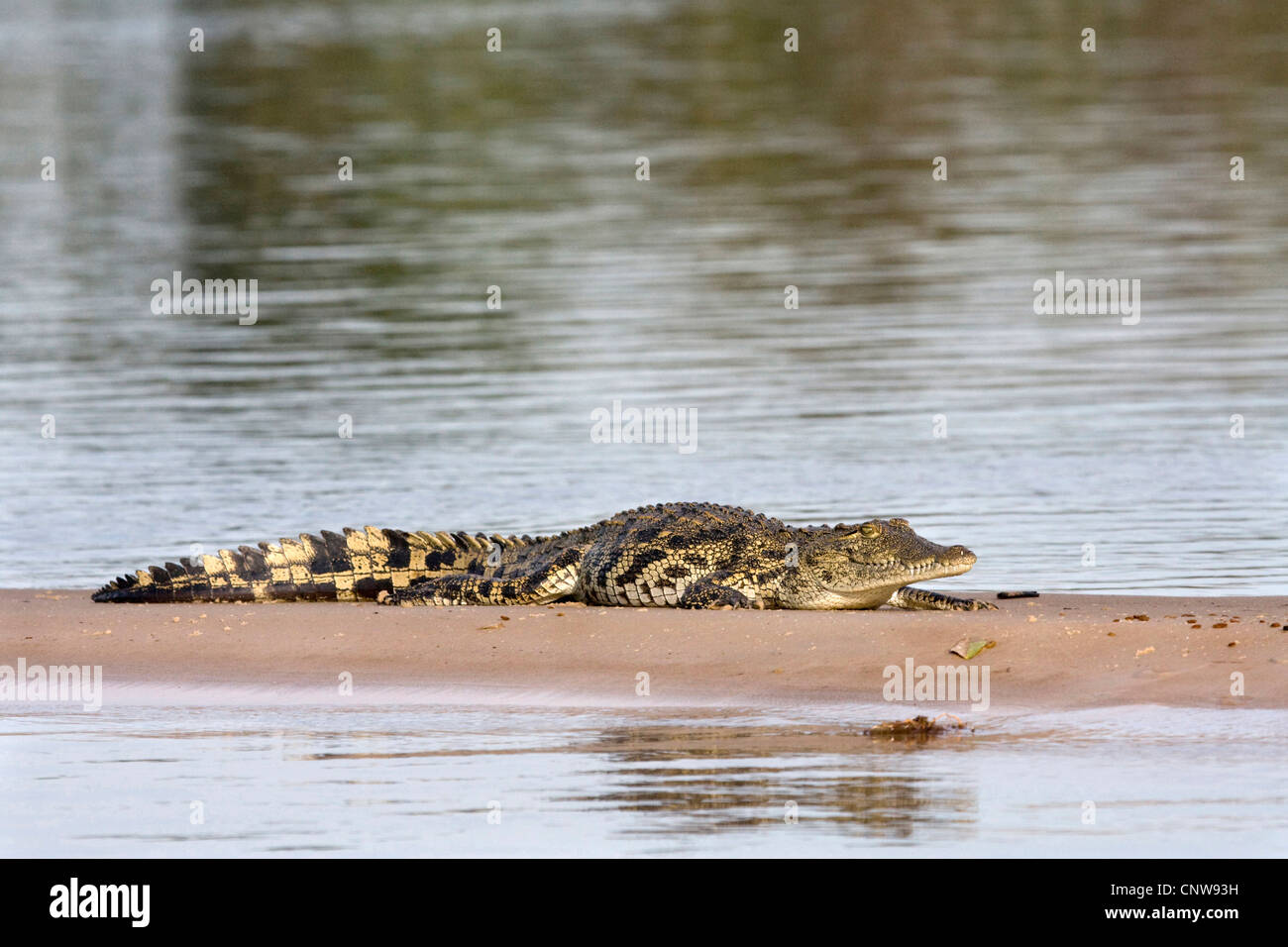 Le crocodile du Nil (Crocodylus niloticus), reposant sur un banc au fleuve Kawango, la Namibie, le Parc National de Mahango Banque D'Images