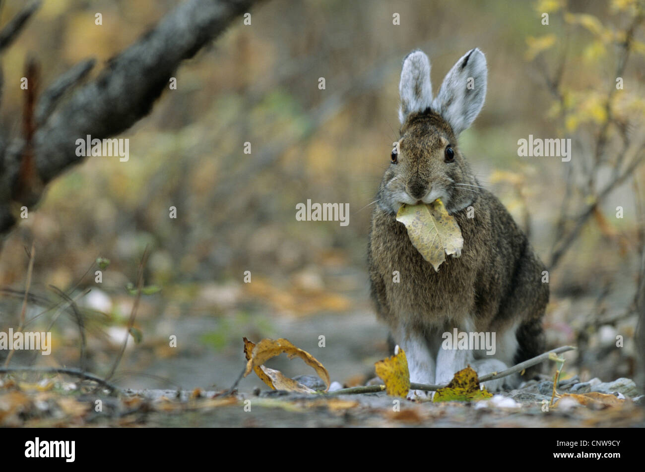 Le lièvre, le Lièvre variable (Lepus americanus), l'alimentation des feuilles, USA, Alaska, Denali Nationalpark Banque D'Images