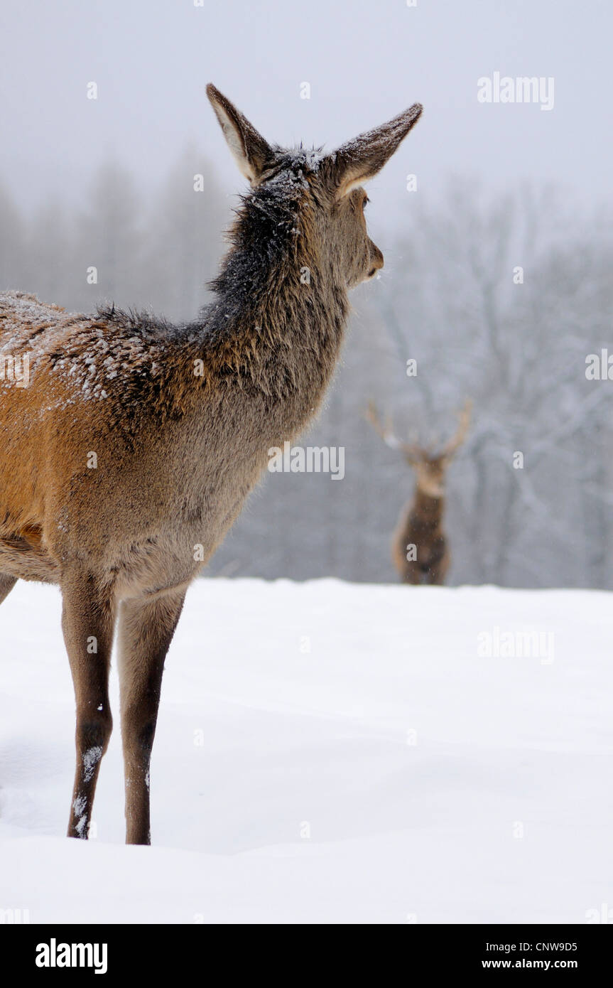 Red Deer (Cervus elaphus), Hind est debout dans une prairie couverte de neige près d'un tournant autour de la forêt d'un taureau, en Allemagne, en Rhénanie du Nord-Westphalie, Rhénanie-Palatinat Banque D'Images