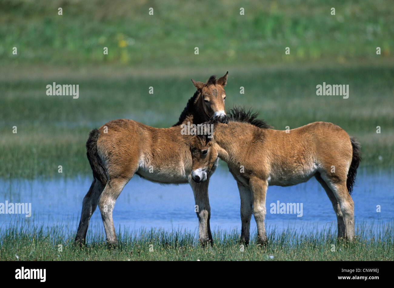 Poney Exmoor (Equus przewalskii f. caballus), poulains, Pays-Bas, Texel Banque D'Images