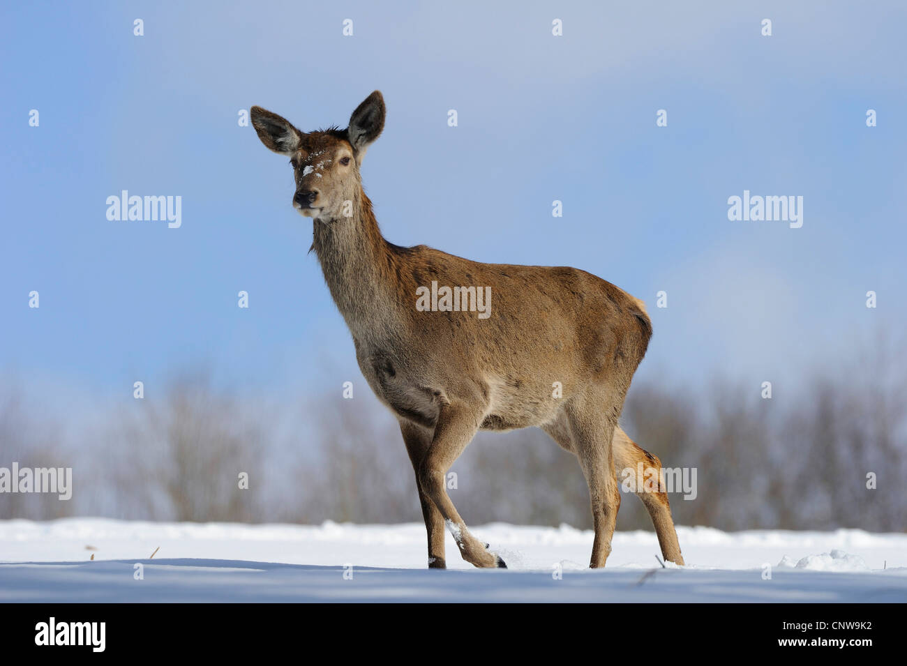 Red Deer (Cervus elaphus), Hind debout dans une prairie couverte de neige à proximité d'une forêt, l'Allemagne, en Rhénanie du Nord-Westphalie, Rhénanie-Palatinat Banque D'Images
