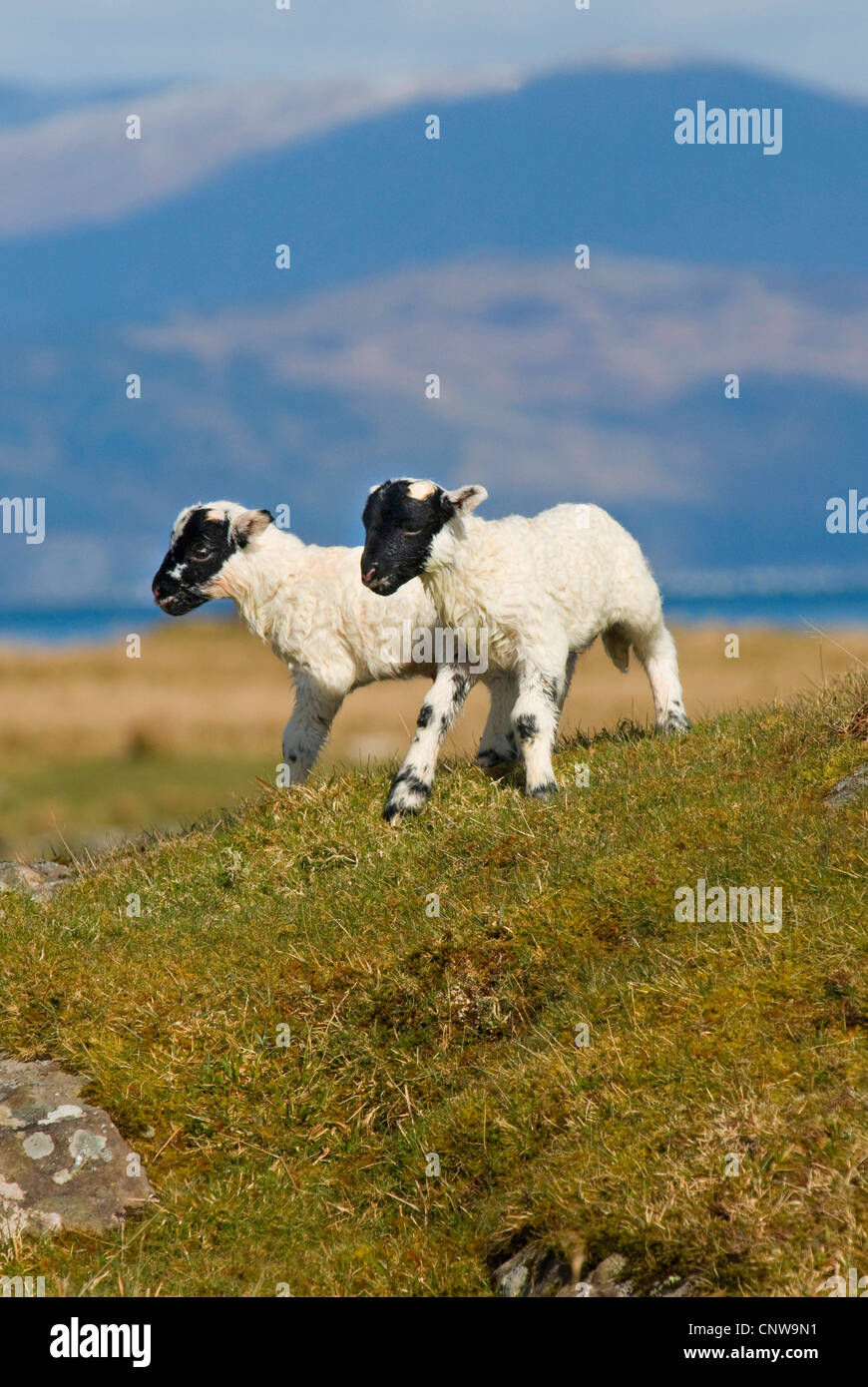 Le mouton domestique (Ovis ammon f. bélier), scottish blackface agneaux, Royaume-Uni, Ecosse, Isle of Mull Banque D'Images
