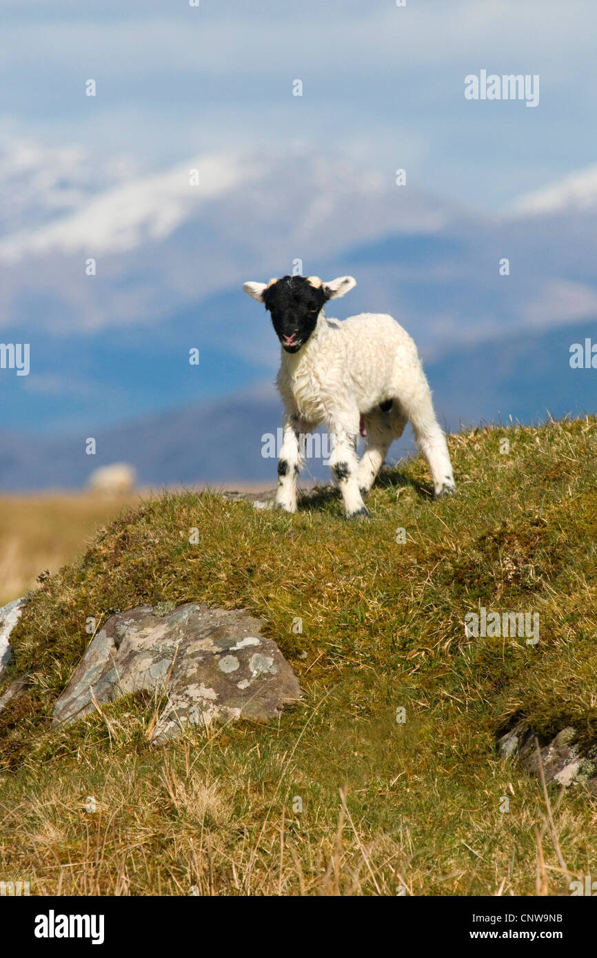 Le mouton domestique (Ovis ammon f. bélier), scottish blackface agneau, Royaume-Uni, Ecosse, Isle of Mull Banque D'Images