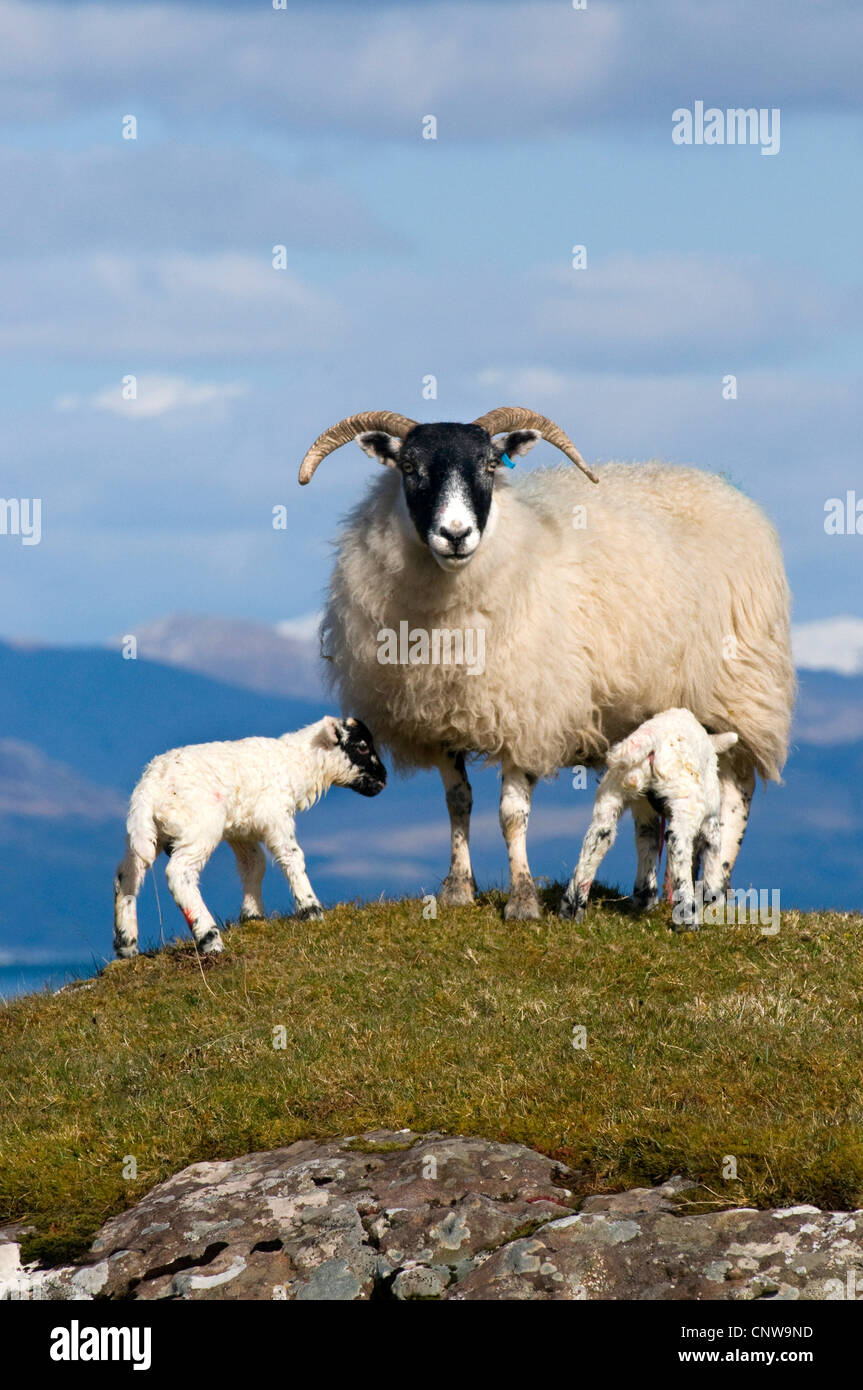 Le mouton domestique (Ovis ammon f. bélier), femelle Scottish blackface et agneaux, Royaume-Uni, Ecosse, Isle of Mull Banque D'Images
