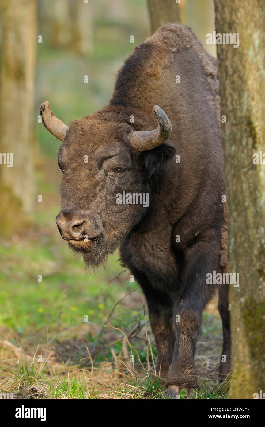 Bison d'Europe, Bison (Bison bonasus), bull adultes debout dans une forêt de lumière dans un pré, Allemagne Banque D'Images