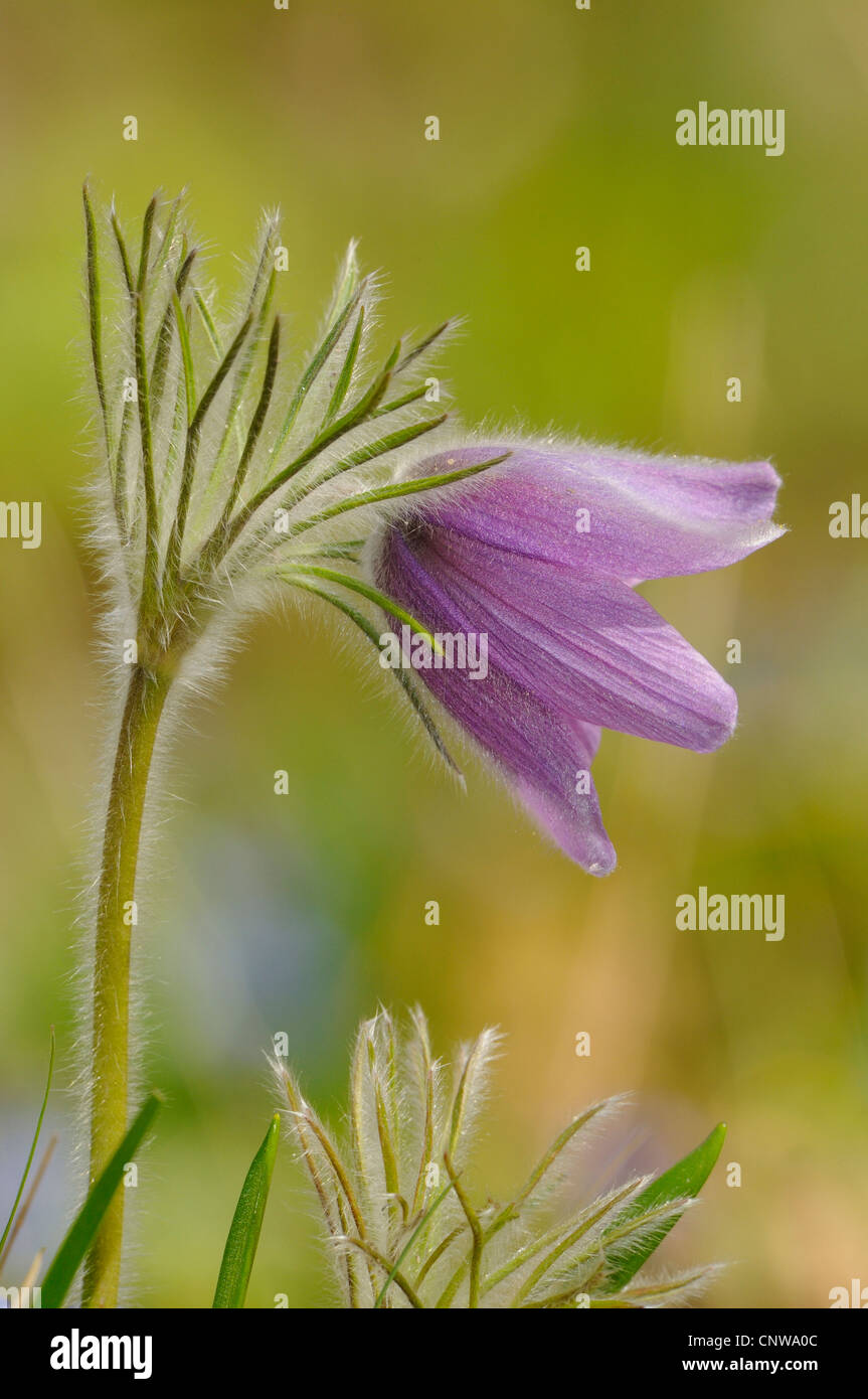 Anémone pulsatille (Pulsatilla vulgaris), fleur, Allemagne Banque D'Images