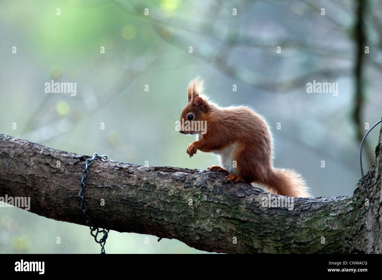 L'Écureuil roux assis sur une branche Banque D'Images