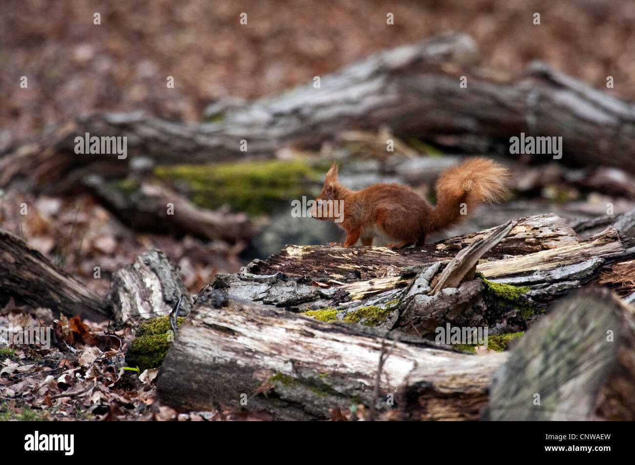 Alimentation L'Écureuil roux sur un plancher de bois Banque D'Images