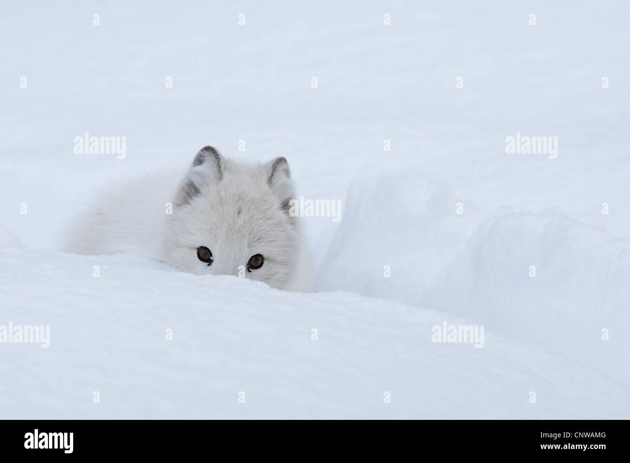 Le renard arctique, le renard polaire (Alopex lagopus, Vulpes lagopus), dans la neige, de la Norvège, de Namdal, Troendelag Banque D'Images