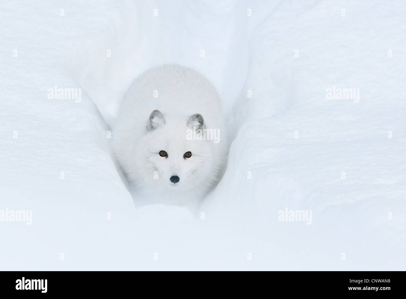 Le renard arctique, le renard polaire (Alopex lagopus, Vulpes lagopus), marche à pied un chemin à travers la neige profonde, la Norvège, l'Namdal, Troendelag Banque D'Images