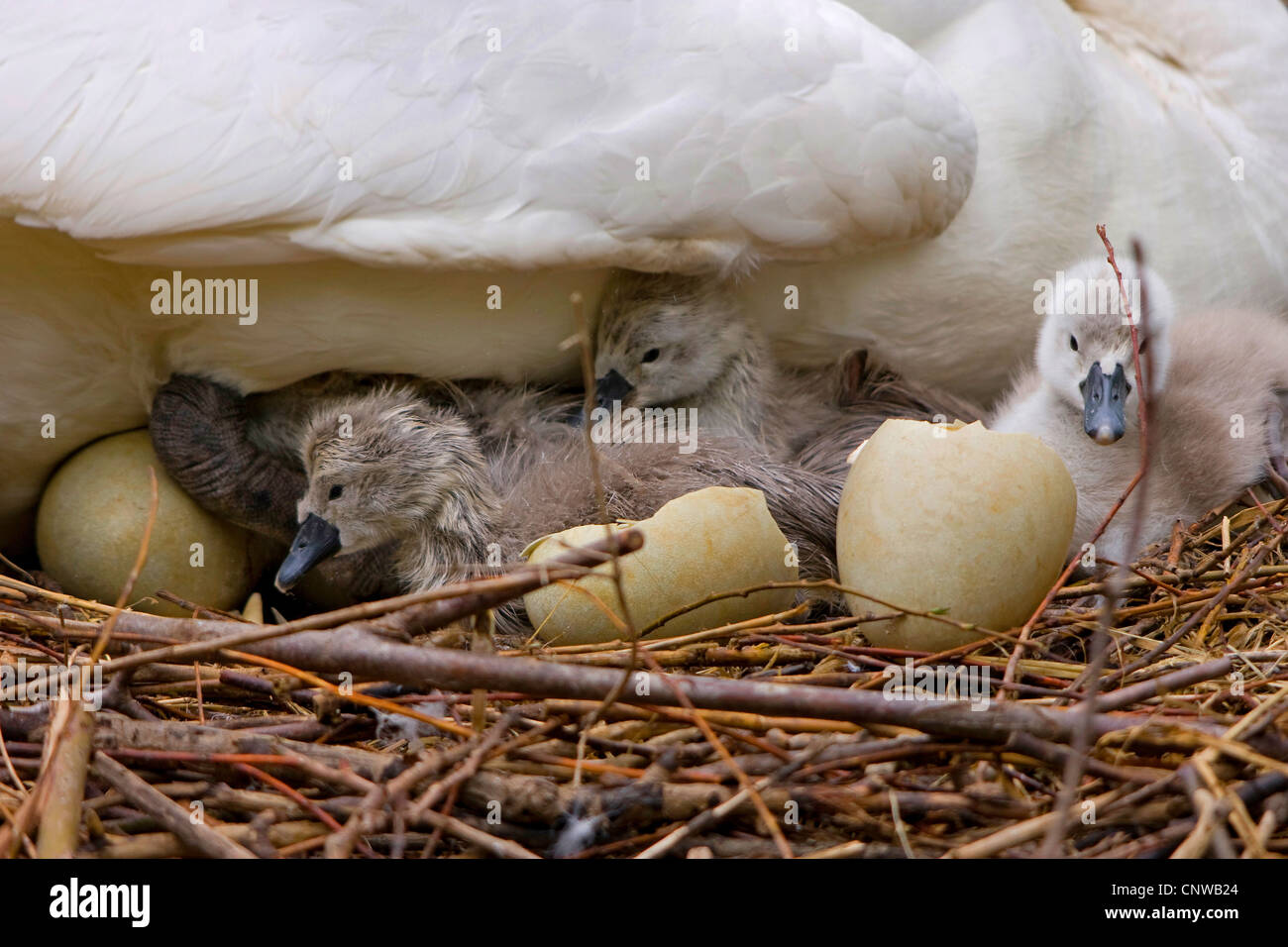 Mute swan (Cygnus olor), des poussins avec coquille, Suisse, Sankt Gallen Banque D'Images