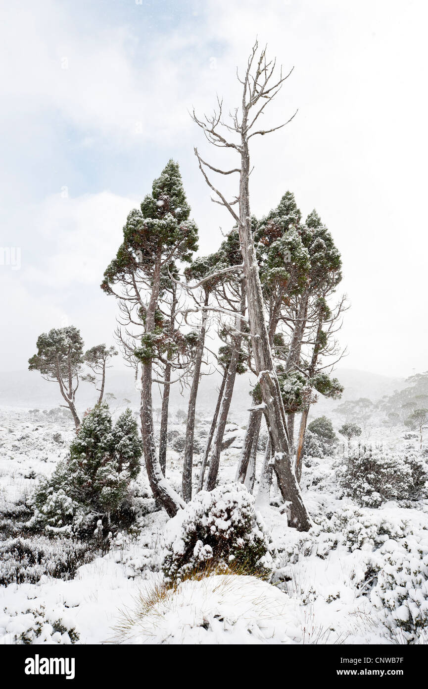 Averse de neige couvre les Pins Crayon à Mount Field National Park Tasmanie Australie Banque D'Images