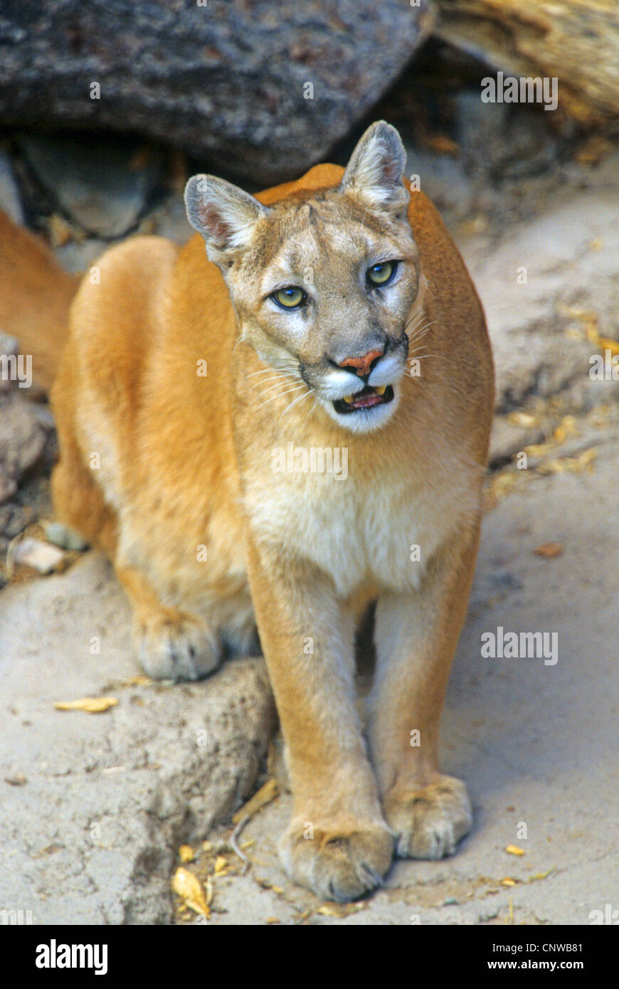 Puma, mountain lion, le couguar (Puma concolor, Profelis concolor), à l'égard kamera Banque D'Images