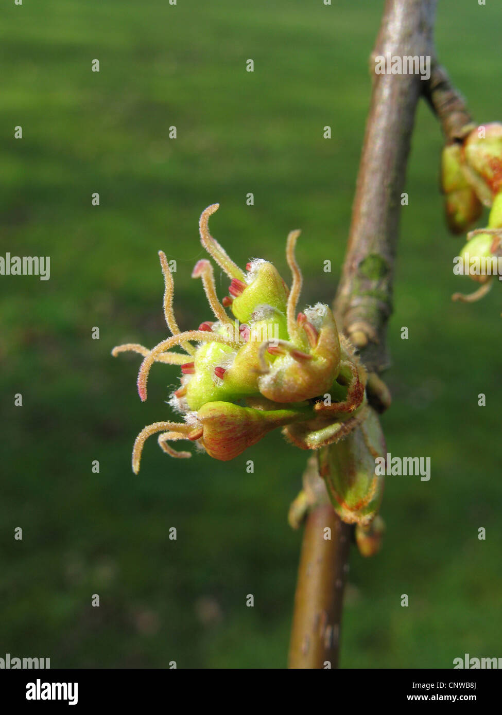 L'érable argenté, l'érable blanc, érable piqué (Acer saccharinum), blooming Banque D'Images