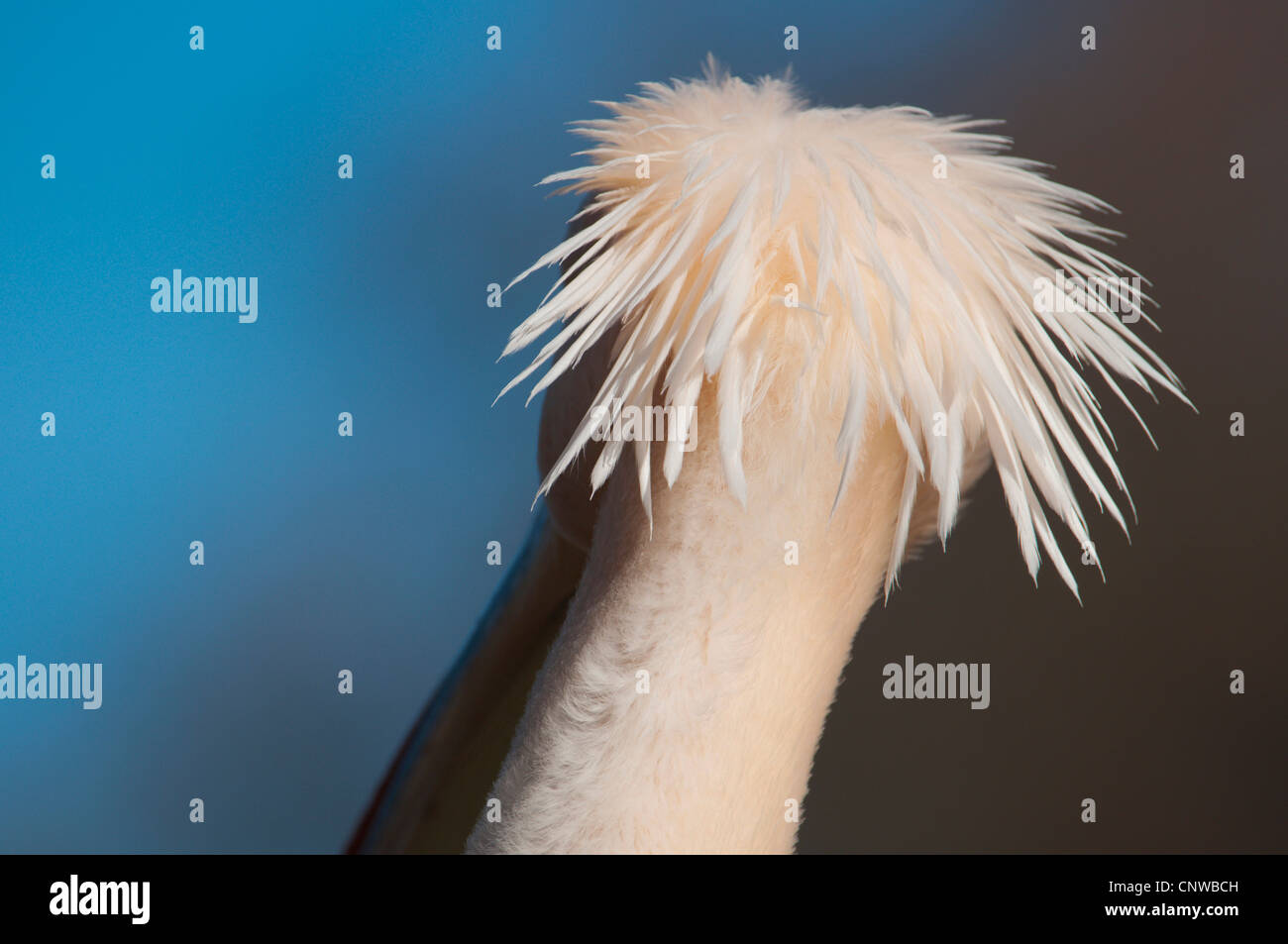 Le pélican blanc d'Amérique (Pelecanus onocrotalus), l'arrière de la tête Banque D'Images