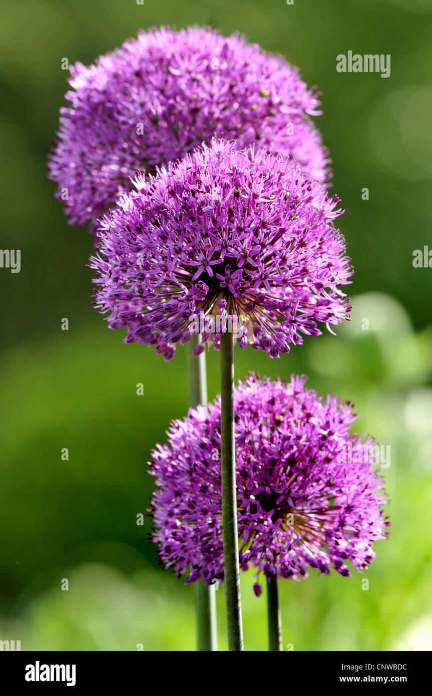 Persan géant allium (Allium aflatunense), ornementales allium, Allemagne Banque D'Images