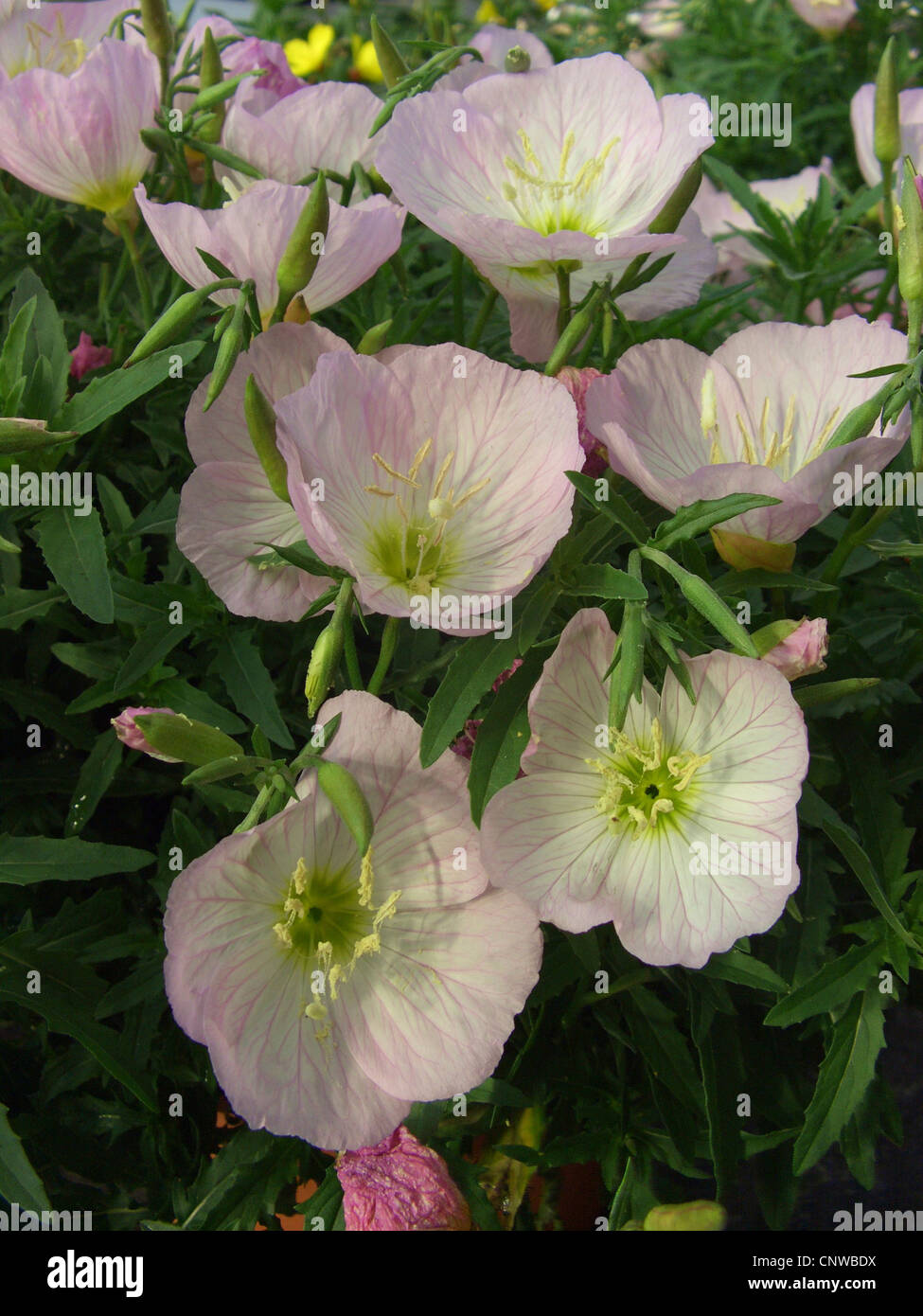 Pink l'onagre (Oenothera speciosa 'Siskiyou', Siskiyou, Oenothera Oenothera speciosa 'Siskiyou', Oenothera) Siskiyou, blooming Banque D'Images